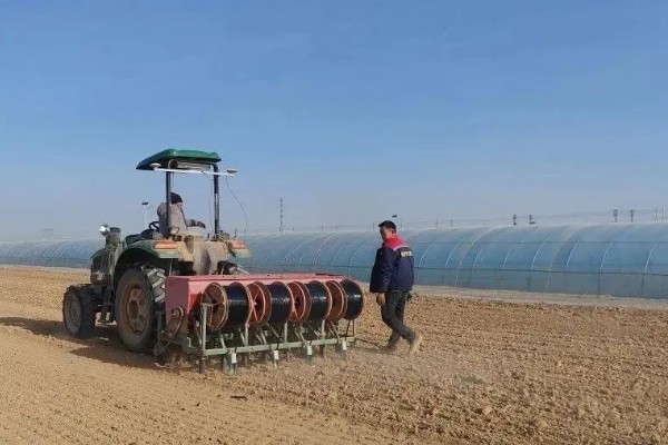 春小麦的播种方法,行距保持在15厘米左右