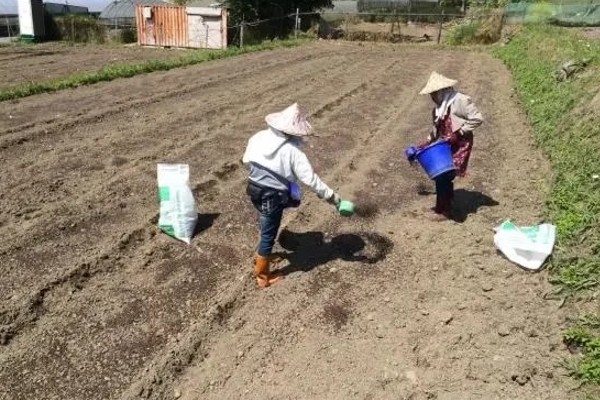 春小麦的播种方法,行距保持在15厘米左右