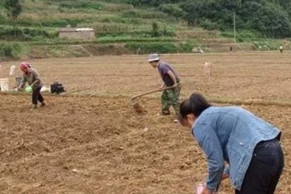 春小麦的播种方法,行距保持在15厘米左右