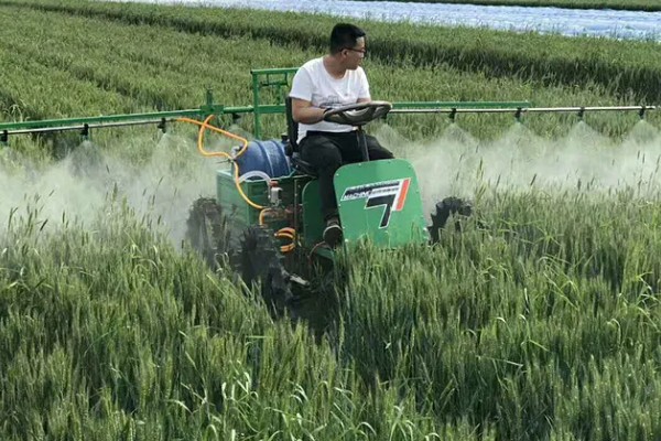 春小麦的播种方法,行距保持在15厘米左右