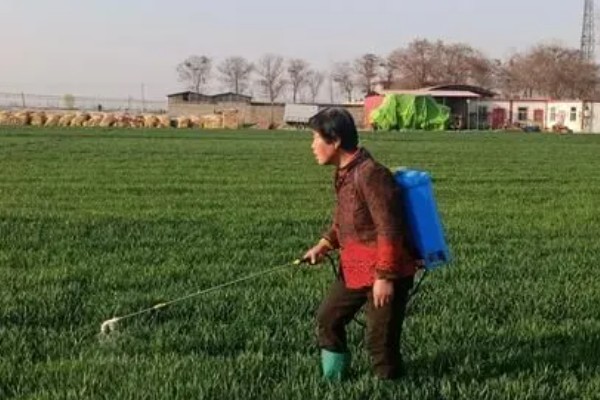 春小麦的播种方法,行距保持在15厘米左右