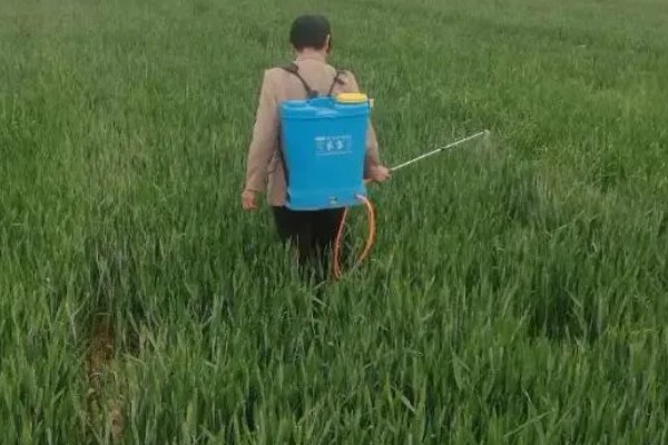 春小麦的播种方法,行距保持在15厘米左右