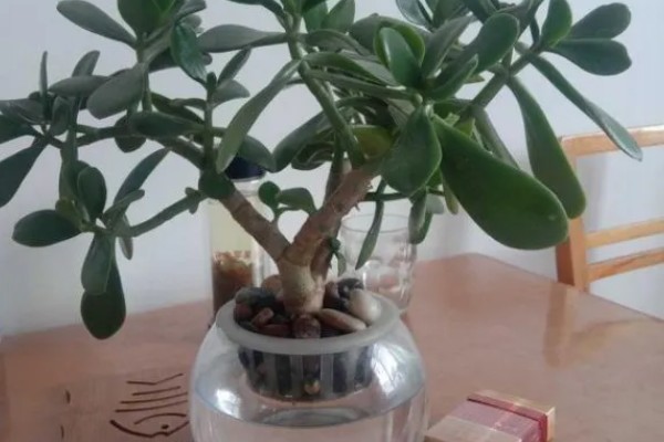 玉树烂根如何处理,土培可以剪除腐烂部位换土重栽