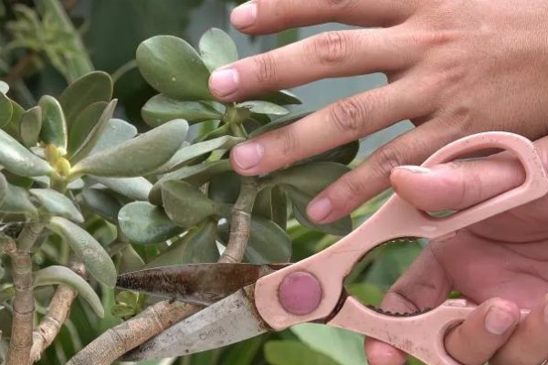 玉树烂根如何处理,土培可以剪除腐烂部位换土重栽