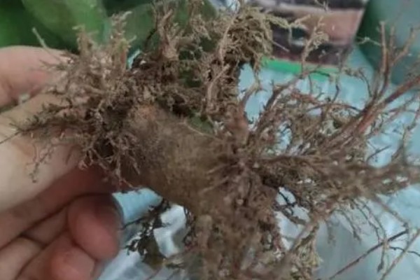 玉树烂根如何处理,土培可以剪除腐烂部位换土重栽