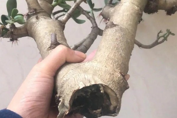 玉树烂根如何处理,土培可以剪除腐烂部位换土重栽