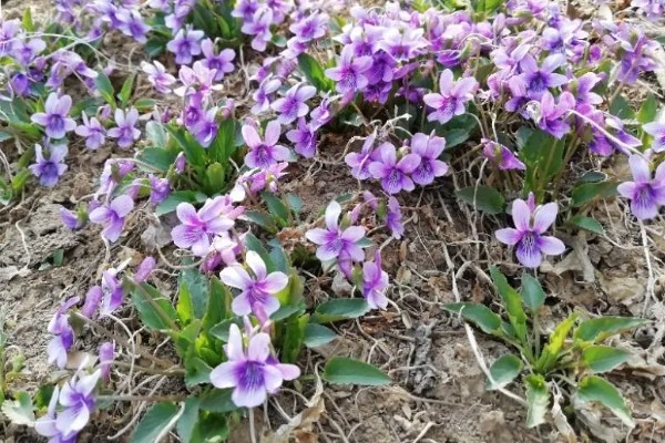 地丁的开花时间,在3月中旬至5月中旬