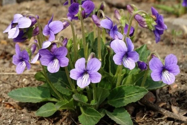 地丁的开花时间,在3月中旬至5月中旬