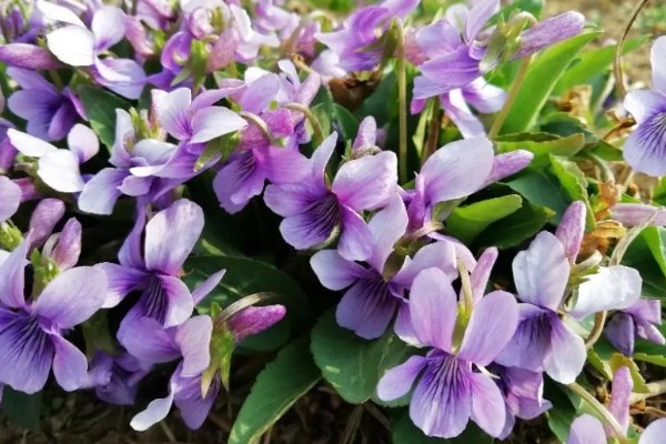 地丁的开花时间,在3月中旬至5月中旬