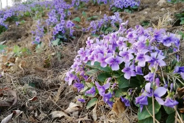 地丁的开花时间,在3月中旬至5月中旬