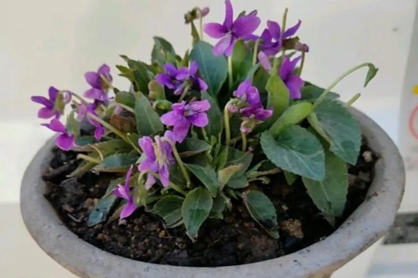 地丁的开花时间,在3月中旬至5月中旬