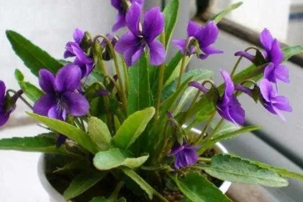地丁的开花时间,在3月中旬至5月中旬