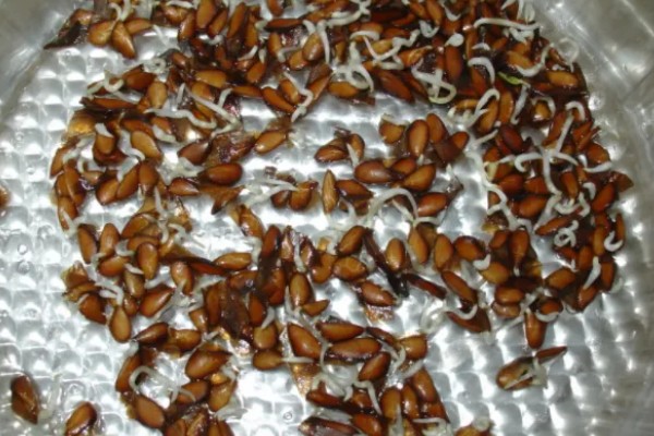 香椿如何育种,可以用福尔马林溶液浸泡20分钟