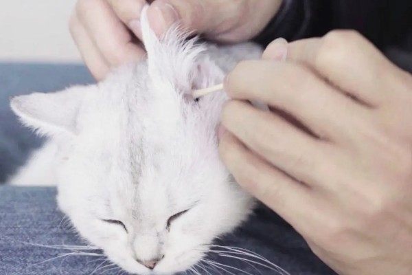 猫咪耳部的护理工作,要定期清洁耳部