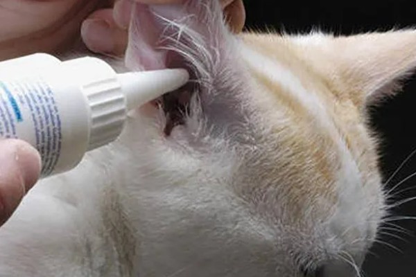 猫咪耳部的护理工作,要定期清洁耳部