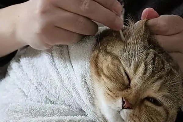 猫咪耳部的护理工作,要定期清洁耳部