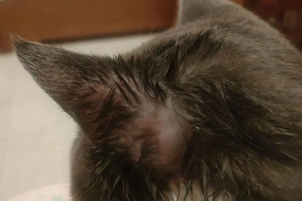 猫咪耳部的护理工作,要定期清洁耳部
