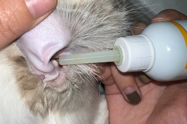 猫咪耳部的护理工作,要定期清洁耳部