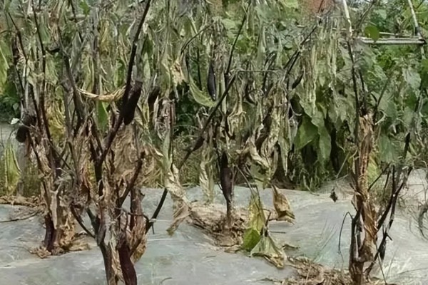 茄子枯萎病怎么防治,发病初期喷施多菌灵等药剂