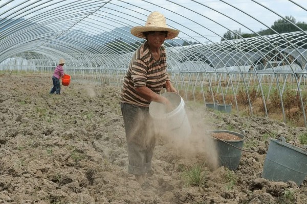 茄子枯萎病怎么防治,发病初期喷施多菌灵等药剂