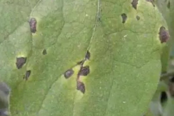 茄子枯萎病怎么防治,发病初期喷施多菌灵等药剂