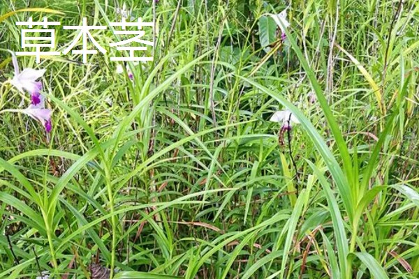草本植物茎的名称,叫草本茎