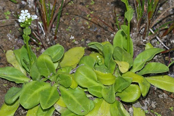 草本植物茎的名称,叫草本茎