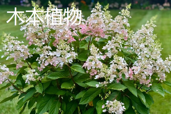 草本植物茎的名称,叫草本茎