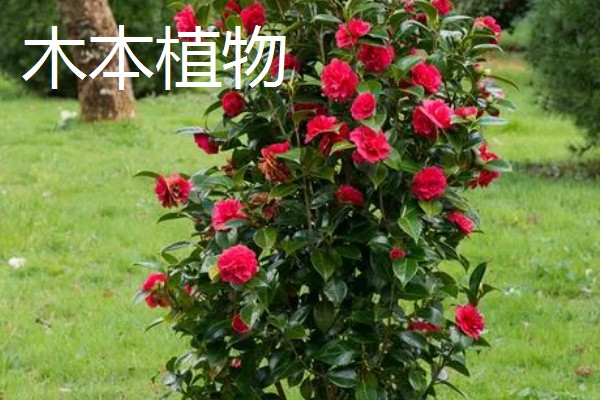 草本植物茎的名称,叫草本茎