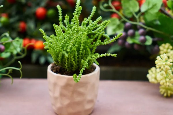 草本植物茎的名称,叫草本茎