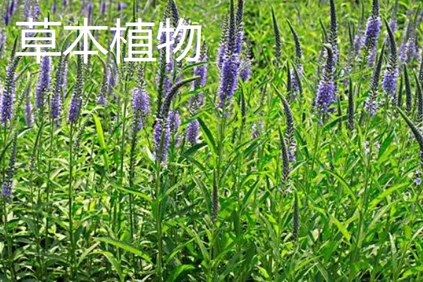 草本植物茎的名称,叫草本茎