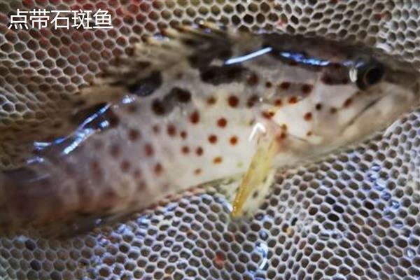 石斑鱼简介,是暖水性鱼类