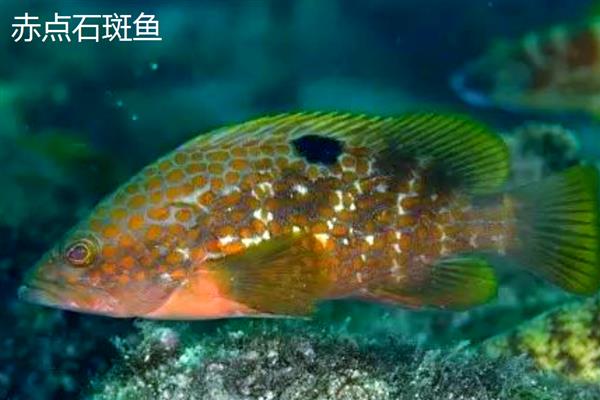 石斑鱼简介,是暖水性鱼类
