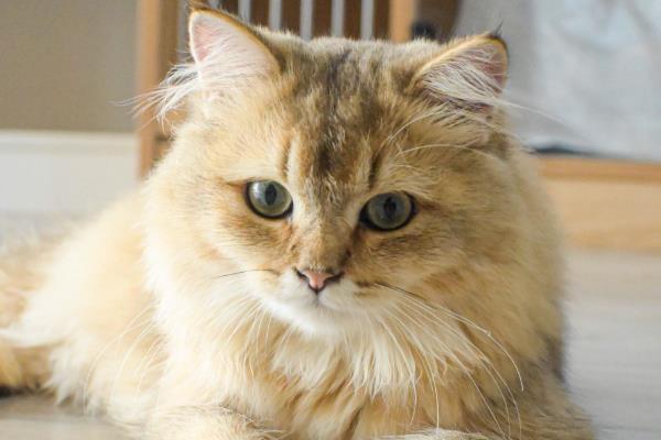 猫咪口吐白沫如何治疗,可短暂禁食