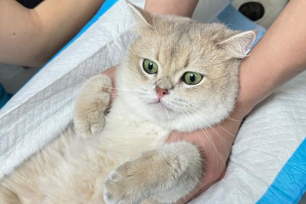 猫咪口吐白沫如何治疗,可短暂禁食
