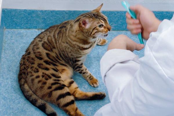 猫咪口吐白沫如何治疗,可短暂禁食