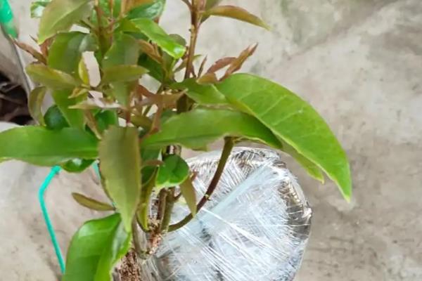 桂花树不会开花怎么解决,可调节土壤酸碱度