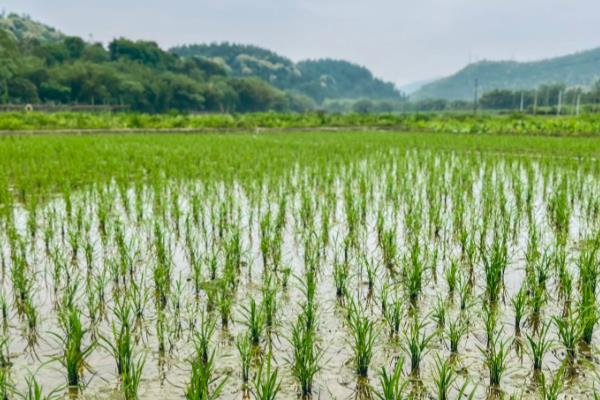 水稻高温热害怎样预防,要分期多次追肥