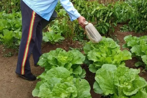 种白菜怎么防腐烂,平时不可大水漫灌