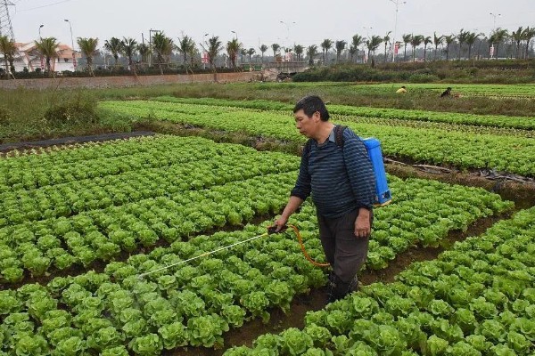 种白菜怎么防腐烂,平时不可大水漫灌