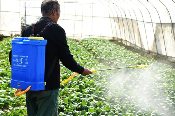 种白菜怎么防腐烂,平时不可大水漫灌