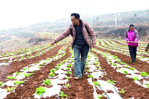 种白菜怎么防腐烂,平时不可大水漫灌