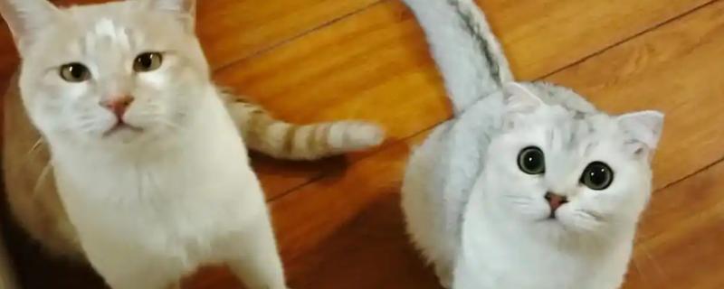 20天的小猫会不会自己排便，自行排便属于正常的生理行为