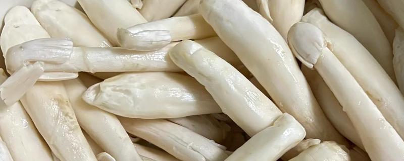 鸡腿菇与杏鲍菇的区别，外形和颜色均不同