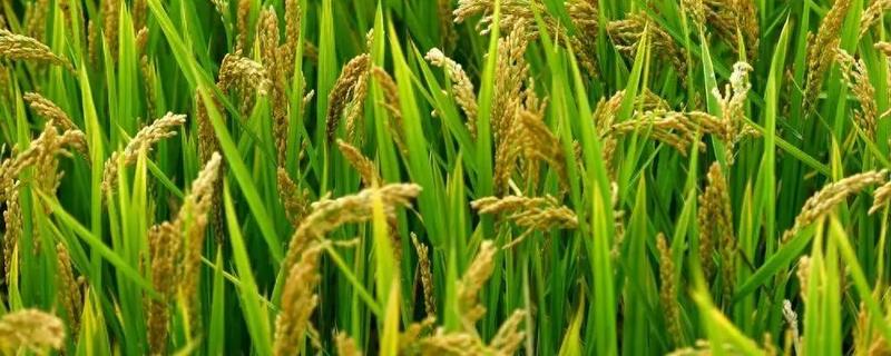 小麦种植面积大还是水稻种植面积大，小麦是全球第一大粮食作物