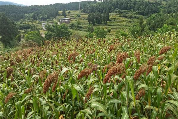 高粱的产地，春播早熟区包括吉林、河北、内蒙古等省区