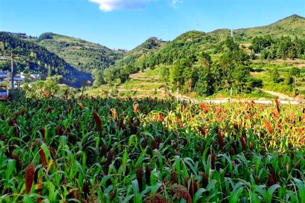 高粱的产地，春播早熟区包括吉林、河北、内蒙古等省区