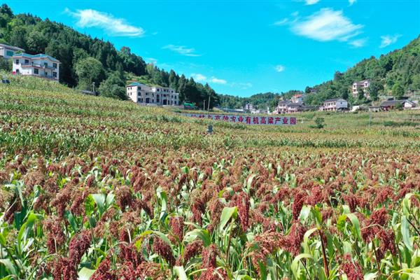 高粱的产地，春播早熟区包括吉林、河北、内蒙古等省区
