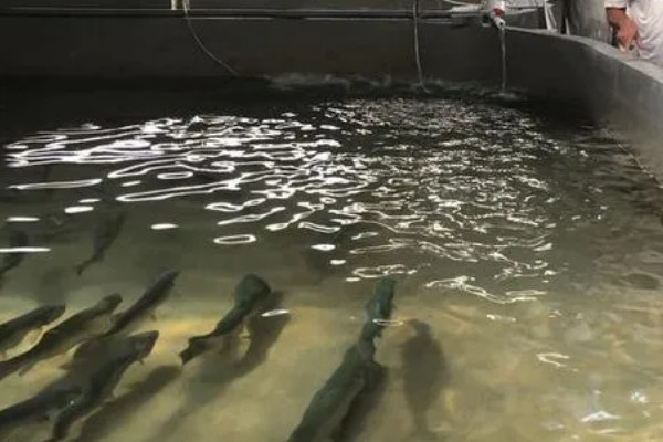 三文鱼的价格和前景,一般是18-42元左右每斤
