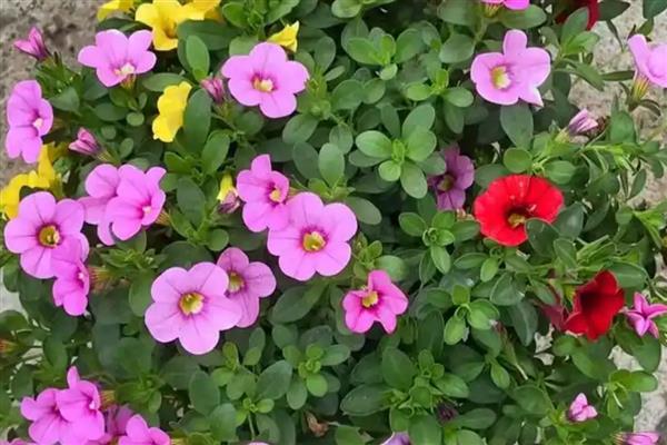舞春花凋谢后怎么处理,开败的残花、徒长枝等枝叶都要剪除